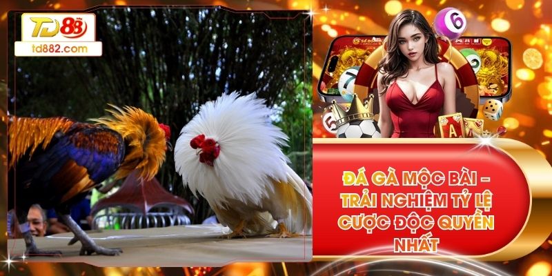 Đá Gà Mộc Bài – Trải Nghiệm Tỷ Lệ Cược Độc Quyền Nhất  
