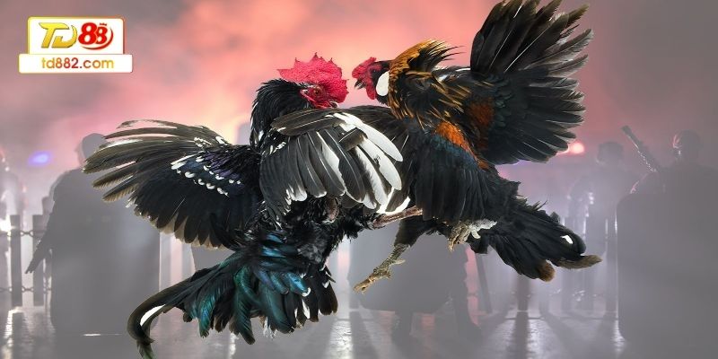 Cách huấn luyện gà đá từ nhỏ - Rèn phản xạ và kỹ năng